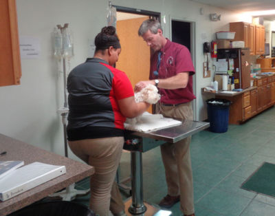 Veterinarian examining a patient at Community Veterinary Clinic