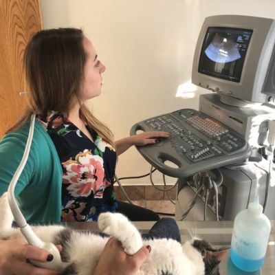 Ultrasound exam at Community Veterinary Clinic