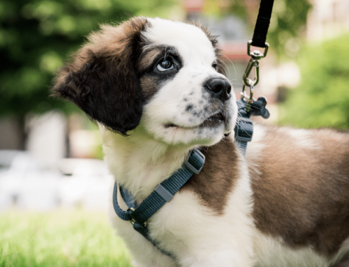 How Medical Ratios Support Best Medicine – Every Time