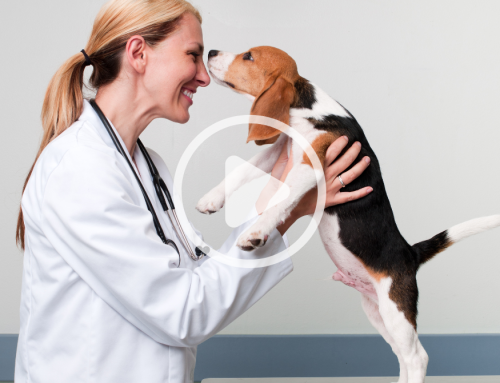 Strategies for Attracting Veterinary Candidates