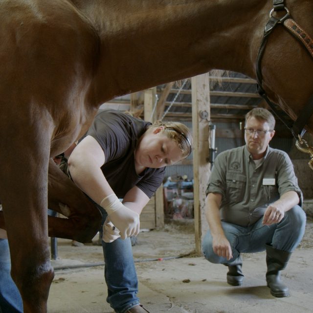 Horse 1
