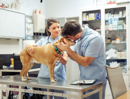 Veterinary Internships: A Strategic Step or Financial Setback?
