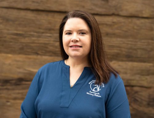 The First Yes Matters: Leadership, Advocacy, and the Future of Veterinary Care